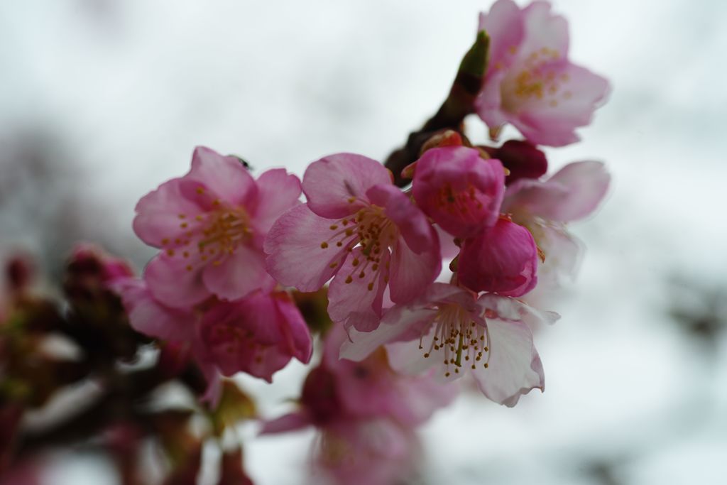 向春　河津桜　Ⅱ