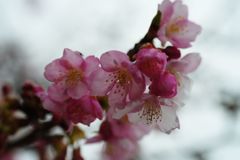 向春　河津桜　Ⅱ