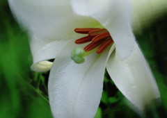 季夏　タカサゴユリ Ⅱ