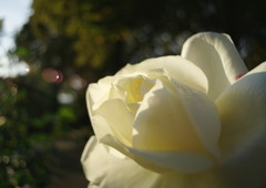 OLD LENS  バラ　Ⅱ