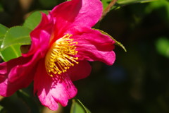 OLD LENS  サザンカ