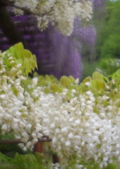 春色　フジ　Ⅱ