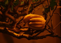 仲春　ブッシュカン