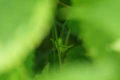 小さな虫達・バッタの隠れ家