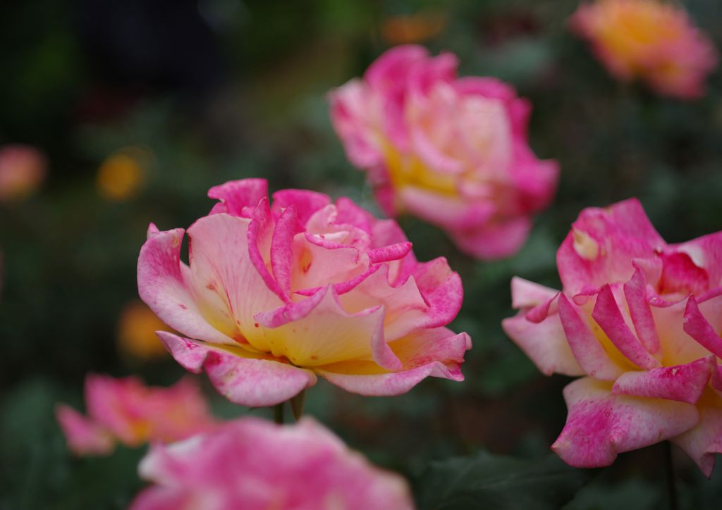 春色　バラ　Ⅱ