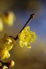 万物寒　ロウバイ