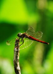 万来　アキアカネ