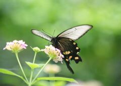 小春　モンキアゲハ