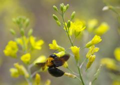 中春　クマバチ