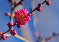 冬を探して　梅