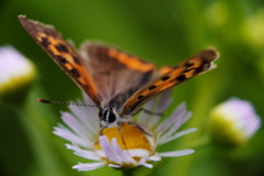 路傍.　ベニシジミ