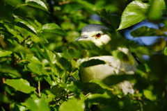 野鳥を探して　？？？