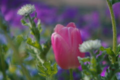 晩春　チュウリップ