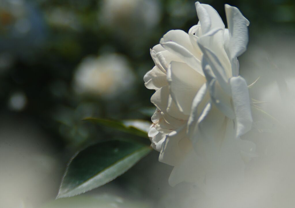 白薔薇