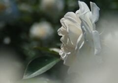 白薔薇