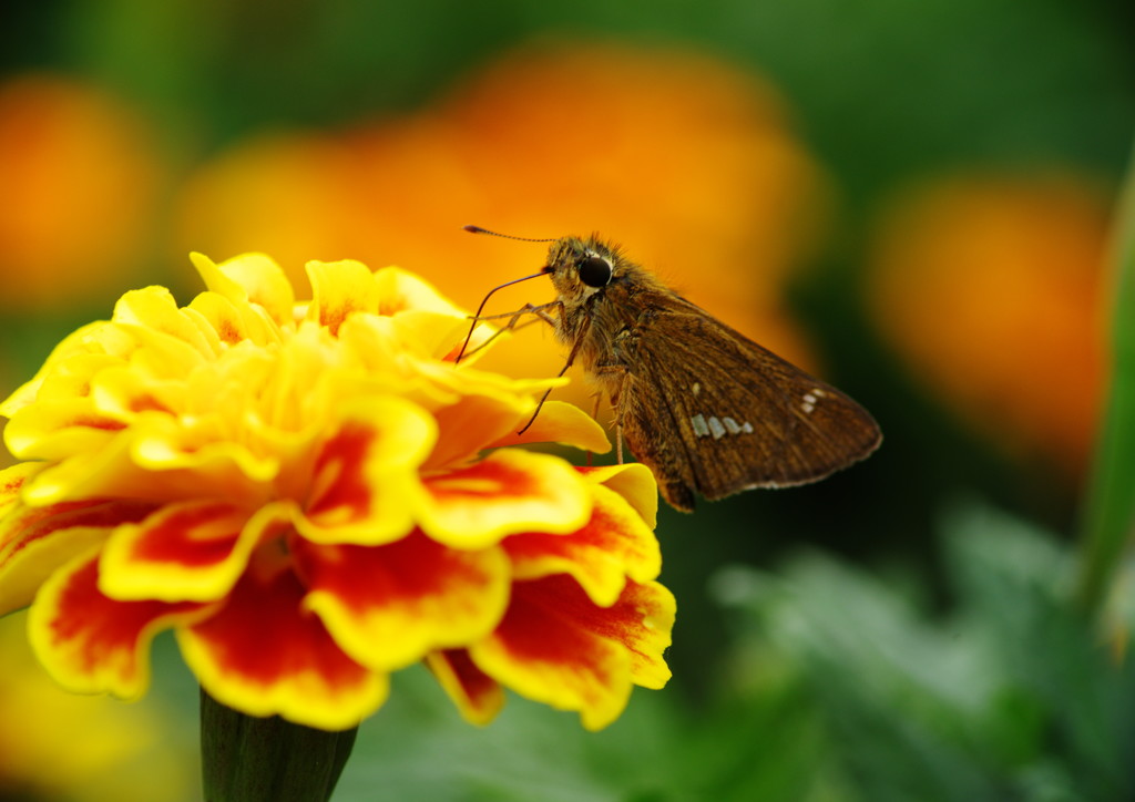 花と虫達　セセリチョウ