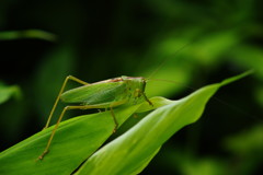 仲夏　キリギリス