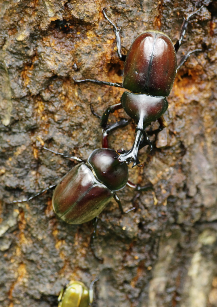 花と虫達　カブトムシ　Ⅲ
