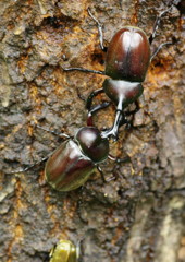 花と虫達　カブトムシ　Ⅲ