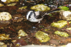 野鳥を探して　？？？