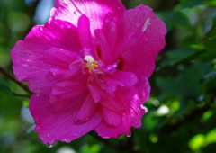 夏を探して　ムクゲ