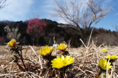 春を探して　福寿草　完