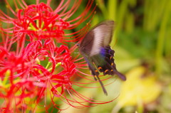 虫達を追って　クロアゲハ　Ⅱ