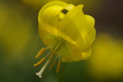 春暖　きばなカタクリ　Ⅲ