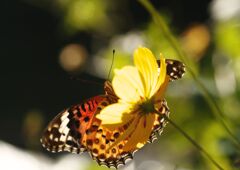 ツマグロヒョウモン