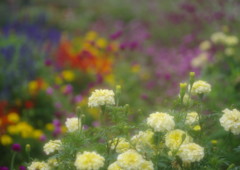 初秋　マリーゴールド