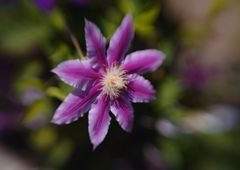 春色　テッセン