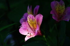 初夏を探して　百合水仙