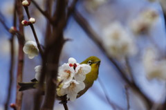 野鳥を探して　メジロ