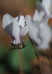 極月　原種シクラメン