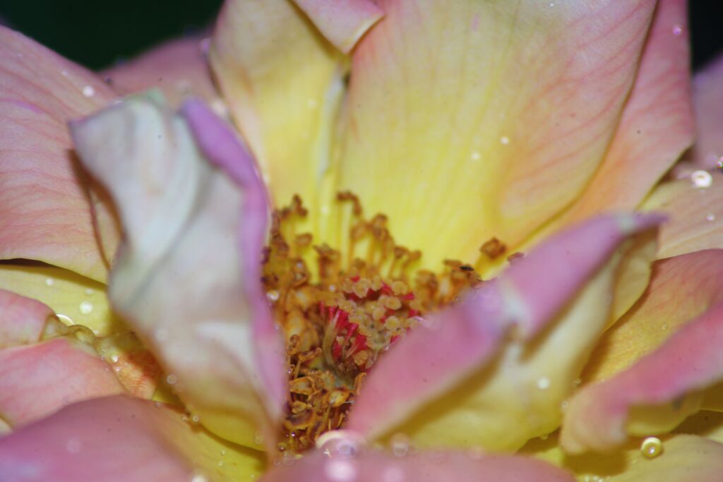 青楓　薔薇