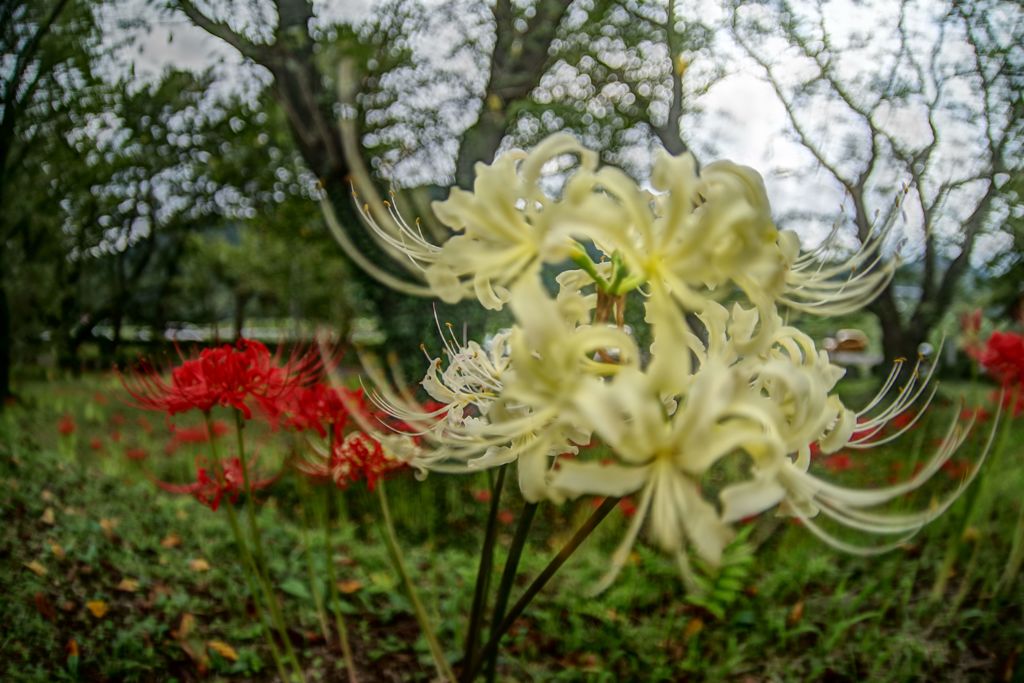 虫時雨　ヒガンバナ白　Ⅱ