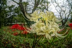 虫時雨　ヒガンバナ白　Ⅱ