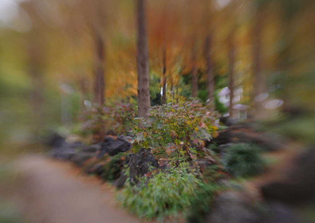 短日　柏葉アジサイ