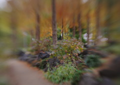 短日　柏葉アジサイ