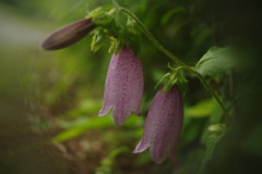 路傍　ホタルブクロ
