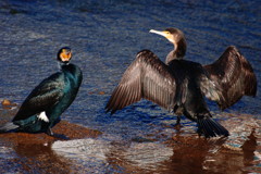 野鳥を探して　カワウ