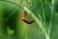 虫達を追って　アブラゼミ