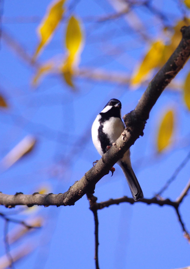 野鳥を探して　シジュウカラ　Ⅳ