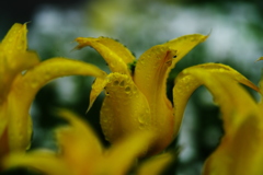 雨上がりのチュウリップ　Ⅱ