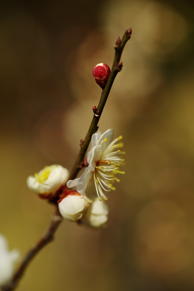 仲春　梅