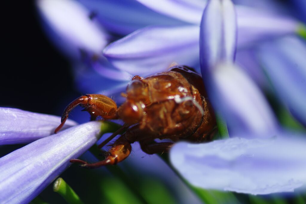 アブラゼミ　抜け殻