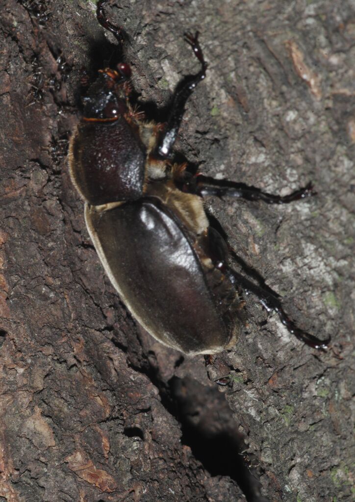 季夏　カブトムシ　Ⅱ