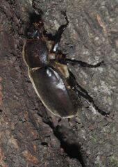 季夏　カブトムシ　Ⅱ