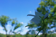 夏を探して　サギソウ　Ⅳ