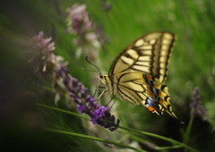 路傍　アゲハチョウ　Ⅱ
